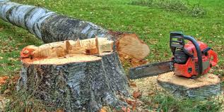 Best Tree Risk Assessment  in Friedens, PA