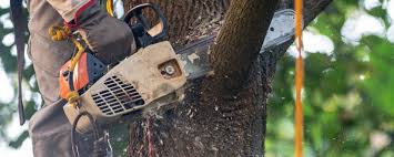 Best Tree Mulching  in Friedens, PA