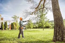 Best Tree Disease Treatment  in Friedens, PA