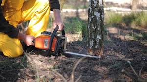 Best Firewood Processing and Delivery  in Friedens, PA