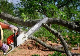Best Tree Preservation Services  in Friedens, PA