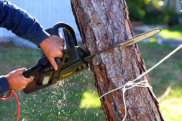 Best Stump Grinding and Removal  in Friedens, PA