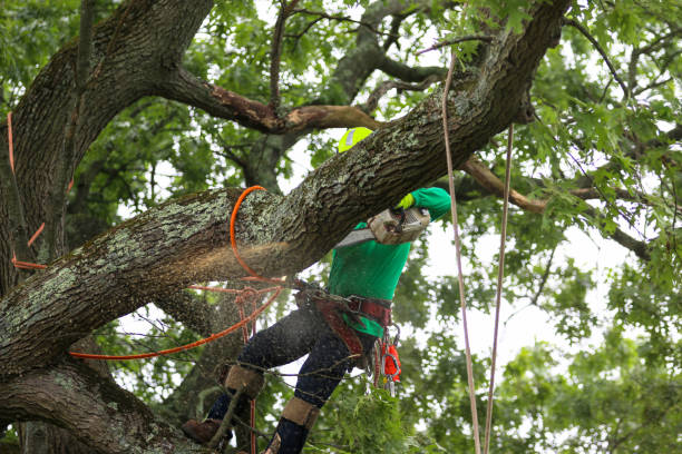 Best Tree Cabling and Bracing  in Friedens, PA