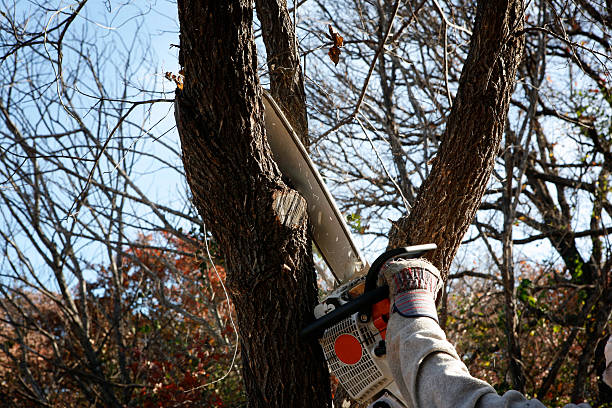 Reliable Friedens, PA Tree Care Solutions