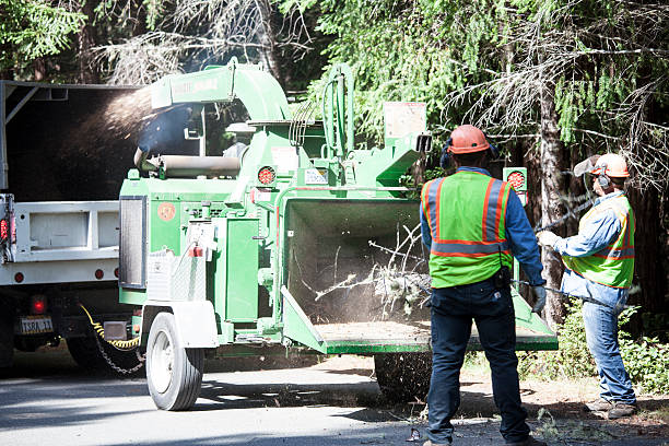 Best Tree Trimming and Pruning  in Friedens, PA