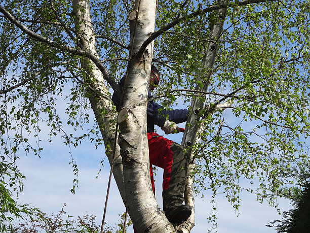Best Arborist Consultation Services  in Friedens, PA