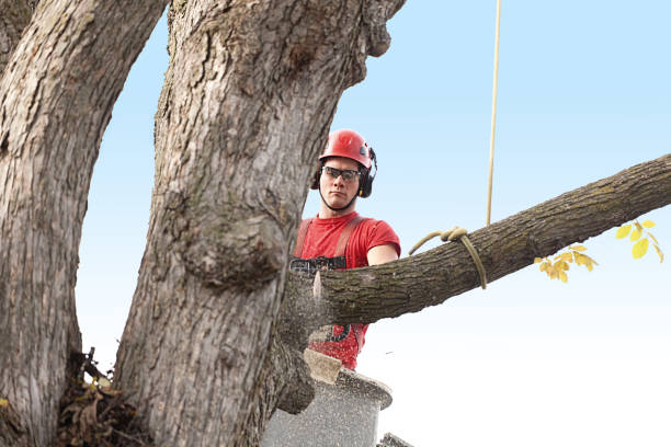 Best Tree Removal  in Friedens, PA