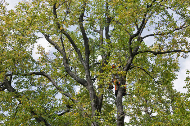 Best Tree Health Inspection  in Friedens, PA